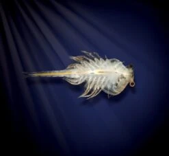 Brainstorm 4004" Unterwasserwelt Spielzeug, Mehrfarbig -Djeco Geschaft brainstorm 4004 quot unterwasserwelt spielzeug mehrfarbig 3