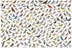 Eurographics Puzzle Die Welt Der Vögel Von David Sibley - 2000 Teile -Djeco Geschaft eurographics puzzle die welt der voegel von david sibley 2000 teile 2