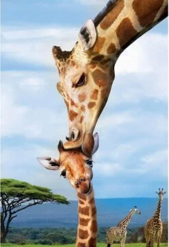 Eurographics Puzzle Giraffen - 250 Teile -Djeco Geschaft eurographics puzzle giraffen 250 teile 2