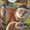 Eurographics Puzzle Otter - 250 XL Teile 1 Eurographics Puzzle Otter - 250 XL Teile -Djeco Geschaft eurographics puzzle otter 250 xl teile