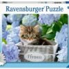 Ravensburger Kleine Katze -Djeco Geschaft ravensburger kleine katze
