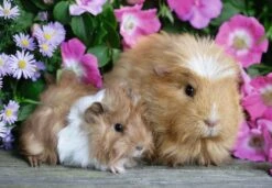 Ravensburger Kleine Kuschelzeit -Djeco Geschaft ravensburger kleine kuschelzeit 2