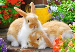 Ravensburger Kleine Kuschelzeit -Djeco Geschaft ravensburger kleine kuschelzeit 3