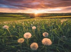 Ravensburger Pusteblumen Im Sonnenuntergang 5 Ravensburger Pusteblumen Im Sonnenuntergang -Djeco Geschaft ravensburger pusteblumen im sonnenuntergang 2