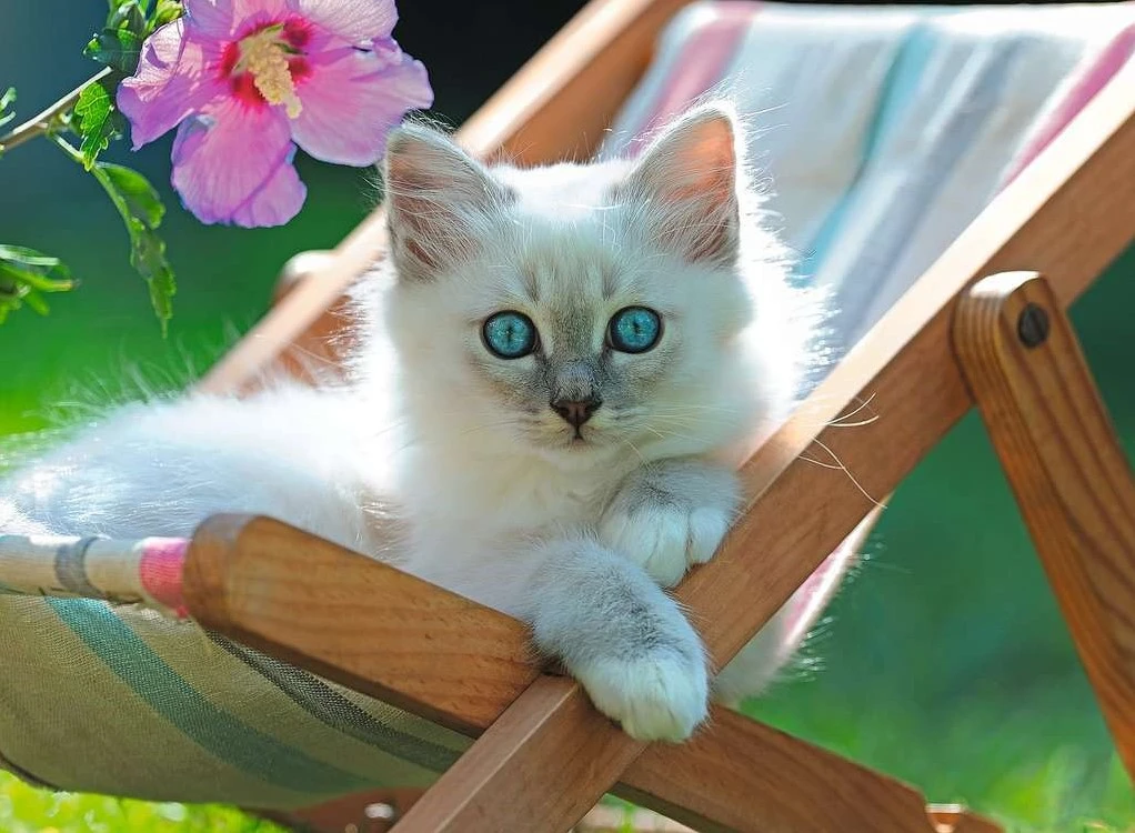 Ravensburger Weißes Kätzchen 4 Ravensburger Weißes Kätzchen – Bild 2