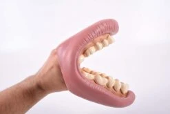 TickiT 03083 Riesiges Zahn-Vorführmodell -Djeco Geschaft tickit 03083 riesiges zahn vorfuehrmodell 3